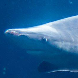 Semaine du Requin à Nausicaà