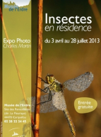 Insectes en résidence