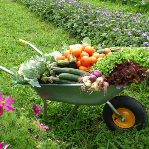 La Ferme Maurer - Cueillette de Dachstein
