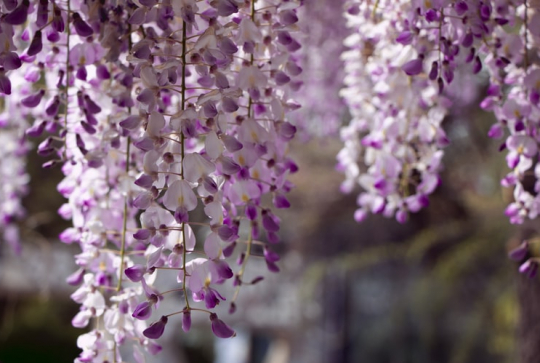 Promenade à Montchat