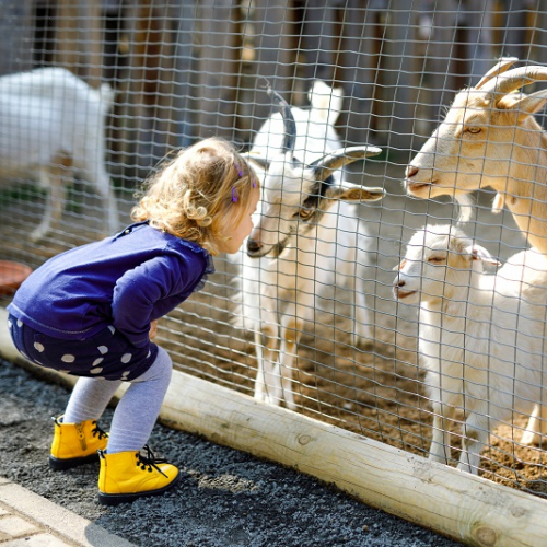 Top des fermes pédagogiques près de Clermont