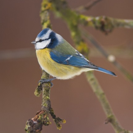 un oiseau dans mon jardin