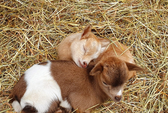 Les Animaux de Fairytale