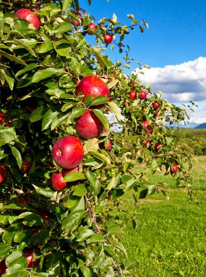 Les Jardins d'Orgères
