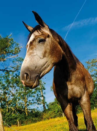 Vacances en famille : un petit coin de paradis en Aveyron