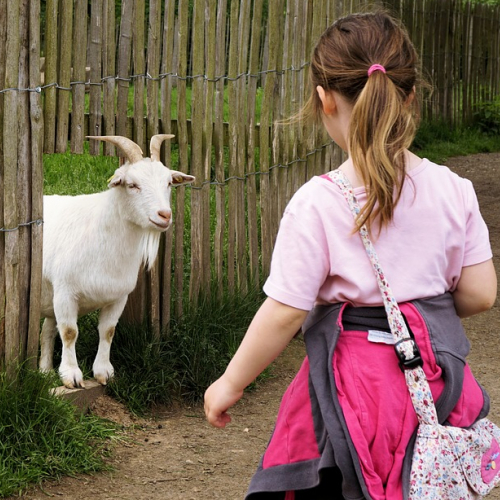 Une enfant à la ferme