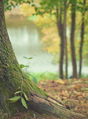 Si la forêt m'était Comté