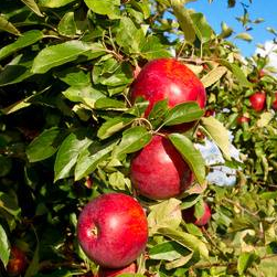 Les Jardins d'Orgères