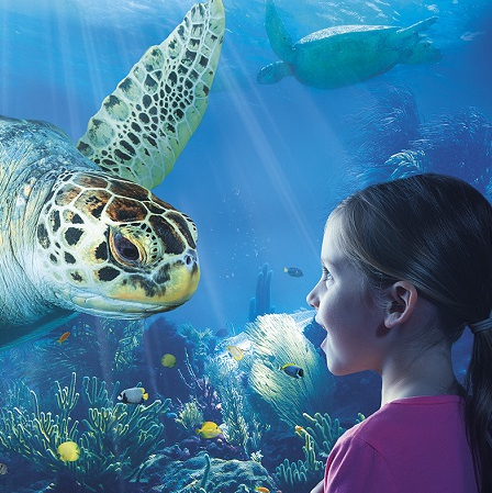 Turtle Fest SEA LIFE