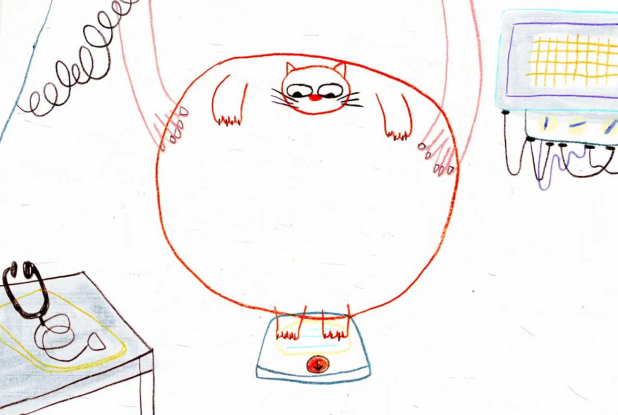 Chats par-ci, Chats par-là : dessin