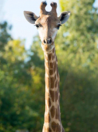 Girafe à Planète Sauvage