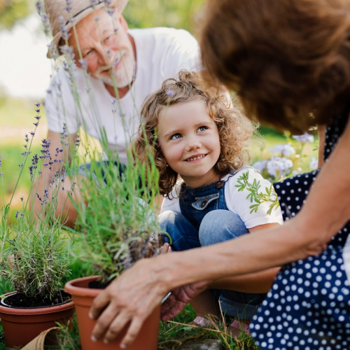 Rendez-vous aux jardins 2024 : Atelier rempotage entre une petite fille et ses grands-parents