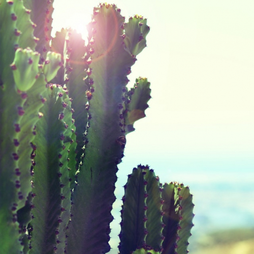 Le Trésor des Périseaux - Eldorado