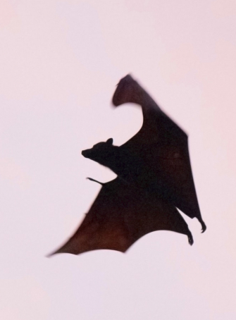 Nuit de la chauve-souris près de Nice