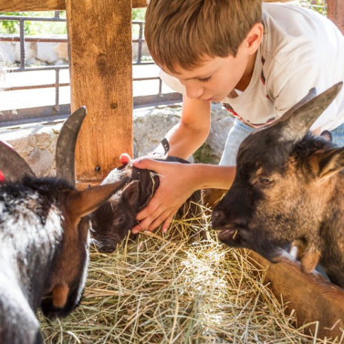 Top des fermes pédagogiques près de Lyon