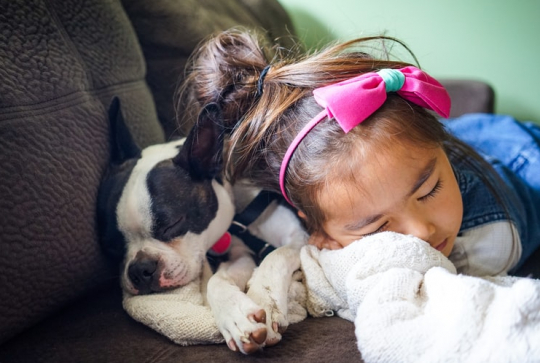 Adoption d'animaux pendant le confinement