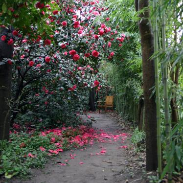 Les Camellias de la Prairie