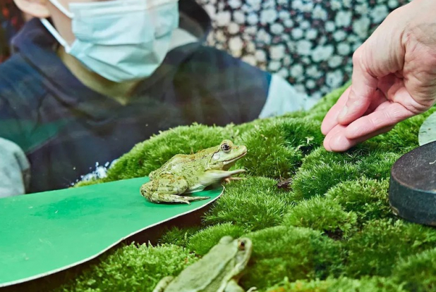 Les Étincelles du Palais de la Découverte : grenouilles