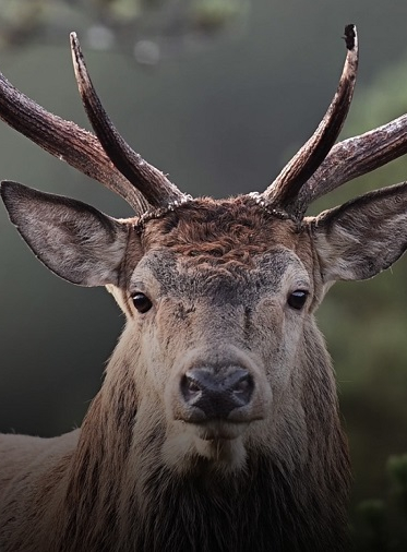 Expo "En forêt avec Vincent Munier" - Musée des Confluences