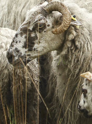 Grande transhumance urbaine 2018