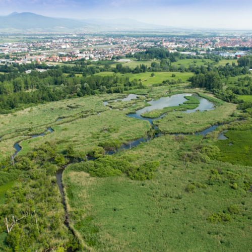 Roselière des Rohrmatten-Illwald