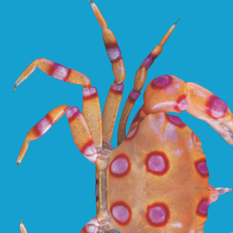 Fête de l'Océan - Affiche 2019