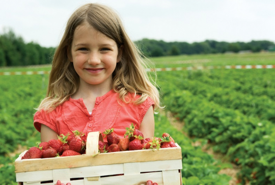 Cueillette de l'Ile - Fraises avec les enfants