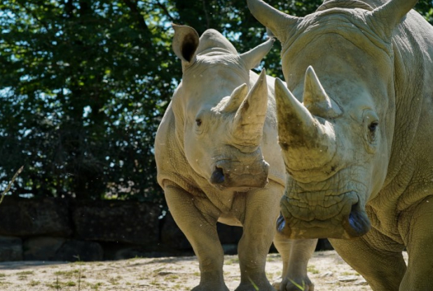 Zoo d'Amnéville : rhinocéros