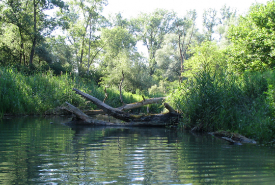 Réserve naturelle de l'île du Rohrschollen - Bauerngrundwasser