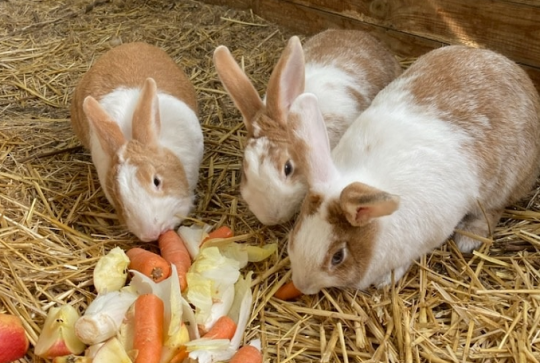 Terre de Soleil : Des petits lapins