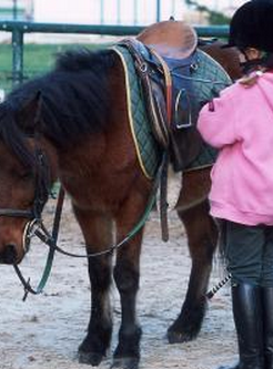 Paris Poneys