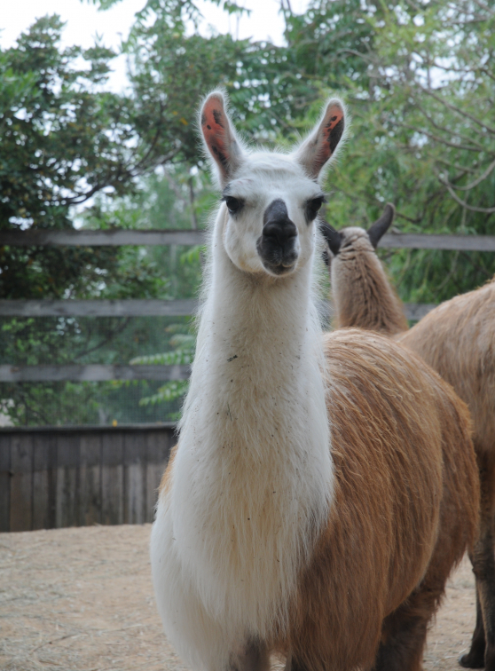Lama à Kid's Island