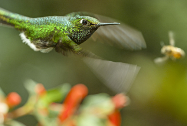 Un nouveau jour sur Terre - Colibri