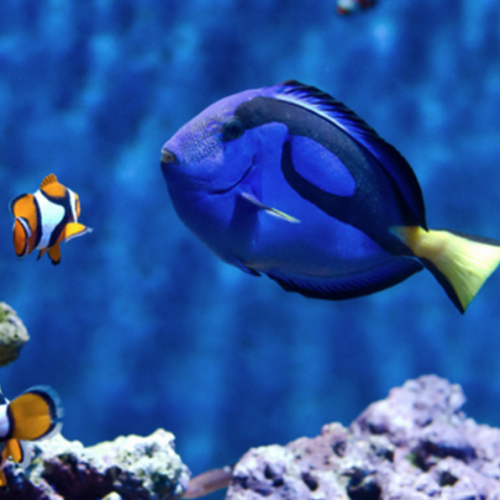 Stars de SEA nema à Sea Life