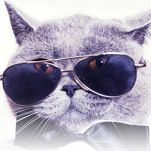 Salon International du Chat