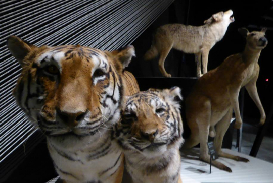 Tigres du Musée Guimet au Musée des Confluences de Lyon