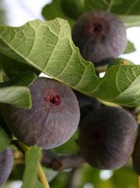 Puits, rends moi ma figue