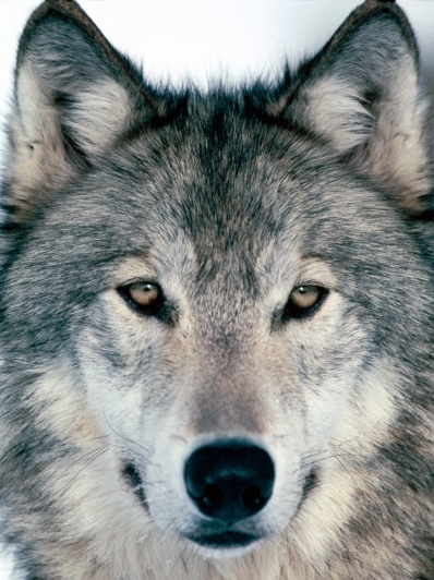 Le procès du loup - Cie Anca Théâtre