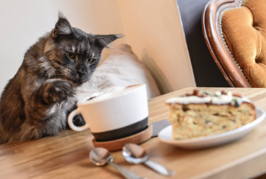 Café à chats La Ronronnerie