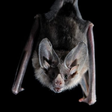 Nuit de la chauve-souris