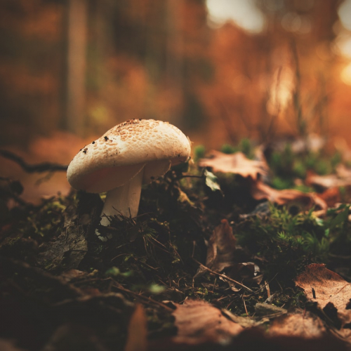 Salon des champignons et des plantes sauvages