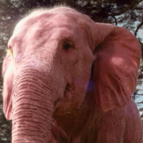 Elephant rose pour le 1er avril