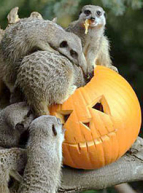 Halloween au zoo