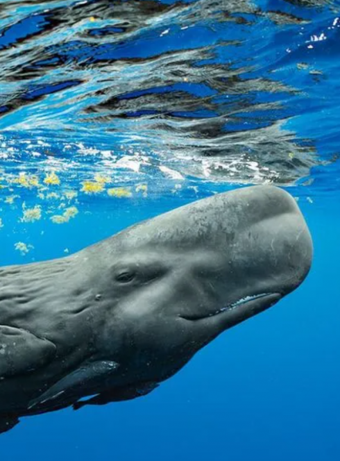 Expo Océans, l'odyssée immersive