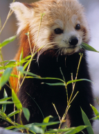 La Ménagerie et le Jardin des Plantes - Panda roux