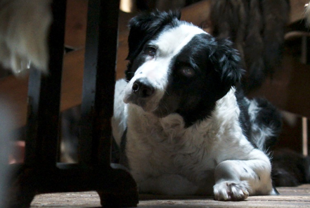 Kina & Yuk : renards de la banquise - chien