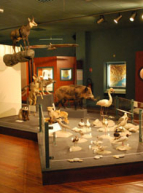 Museum d'histoire naturelle