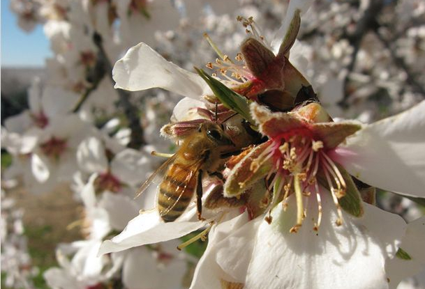 Des abeilles et des hommes