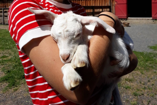 Chèvrerie des Monts Dore