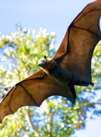 Nuit de la chauve-souris 2021 près de Bordeaux en famille